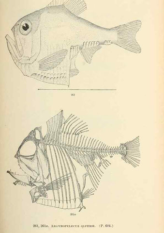 Reproducción/Reproduction 7983349569: The fishes of North and Middle America :. Washington :Smithsonian Institution, United States National Museum,1896-1900.