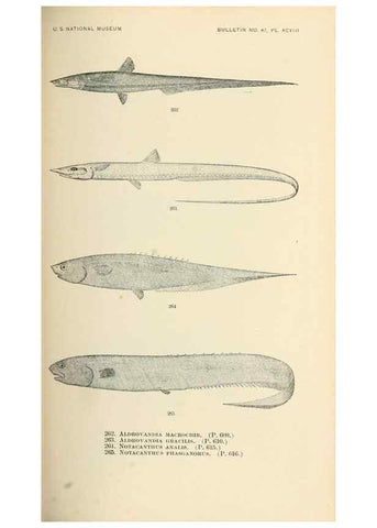 Reproducción/Reproduction 7983354626: The fishes of North and Middle America :. Washington :Smithsonian Institution, United States National Museum,1896-1900.
