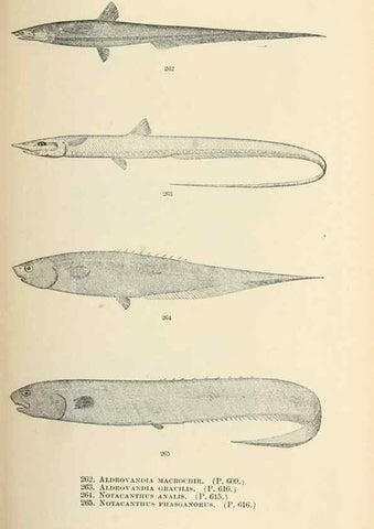 Reproducción/Reproduction 7983354626: The fishes of North and Middle America :. Washington :Smithsonian Institution, United States National Museum,1896-1900.