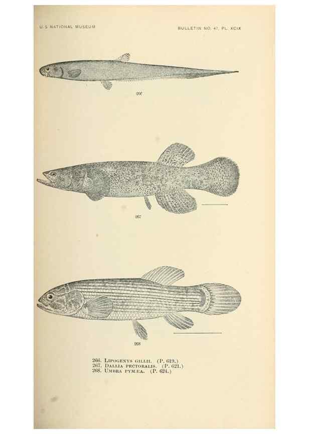 Reproducción/Reproduction 7983350701: The fishes of North and Middle America :. Washington :Smithsonian Institution, United States National Museum,1896-1900.