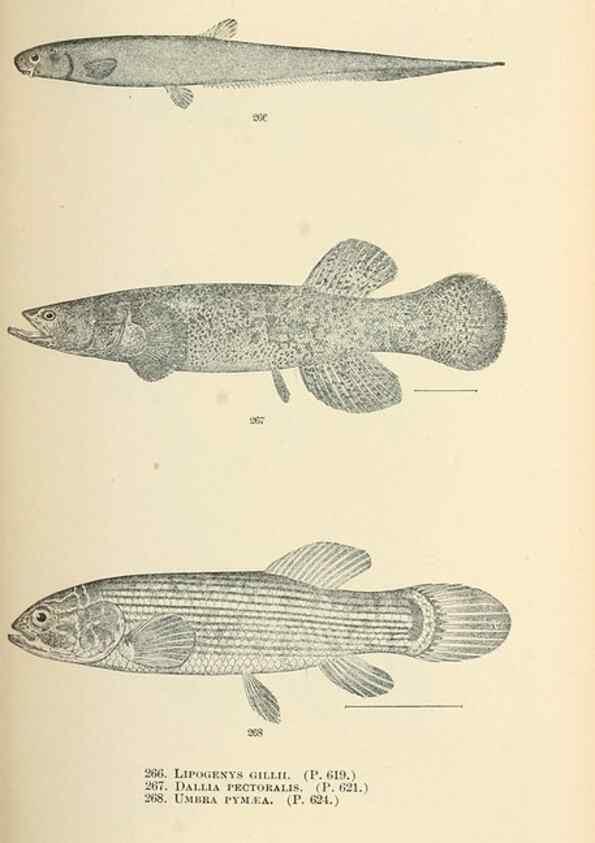 Reproducción/Reproduction 7983350701: The fishes of North and Middle America :. Washington :Smithsonian Institution, United States National Museum,1896-1900.