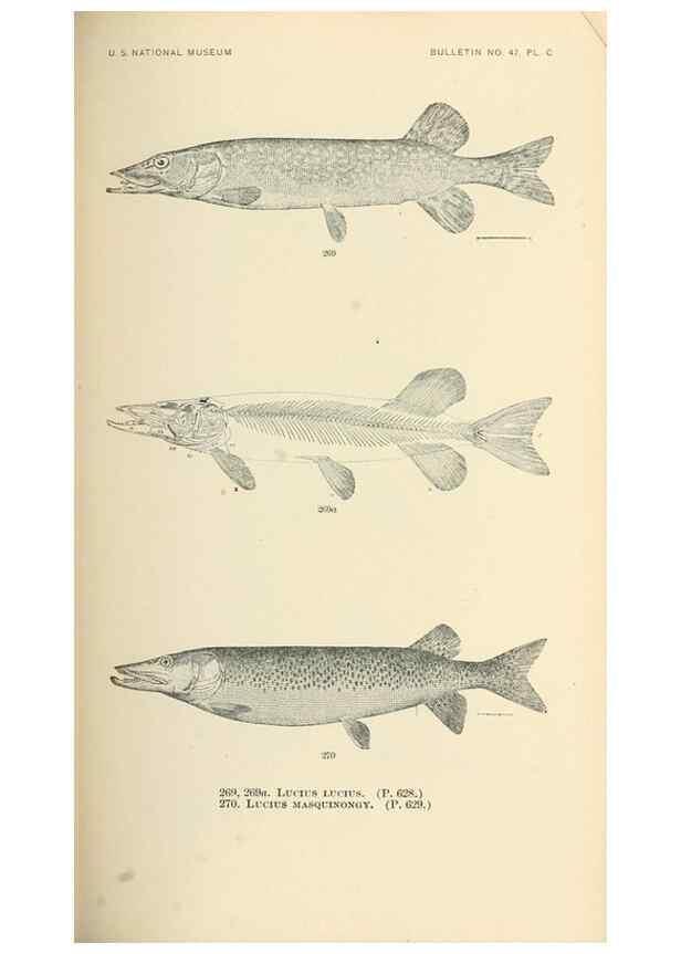 Reproducción/Reproduction 7983351295: The fishes of North and Middle America :. Washington :Smithsonian Institution, United States National Museum,1896-1900.