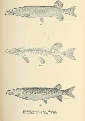 Reproducción/Reproduction 7983351295: The fishes of North and Middle America :. Washington :Smithsonian Institution, United States National Museum,1896-1900.