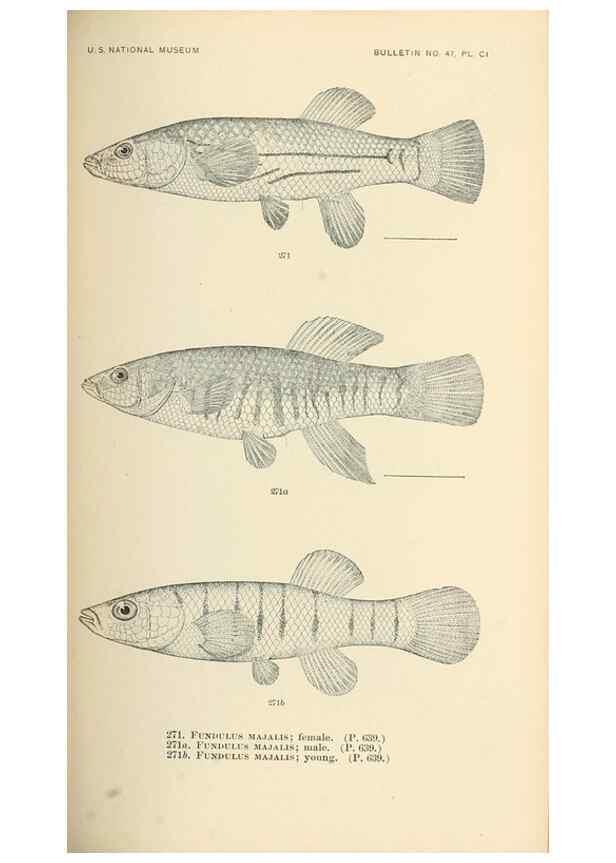 Reproducción/Reproduction 7983351967: The fishes of North and Middle America :. Washington :Smithsonian Institution, United States National Museum,1896-1900.