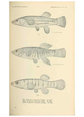 Reproducción/Reproduction 7983351967: The fishes of North and Middle America :. Washington :Smithsonian Institution, United States National Museum,1896-1900.