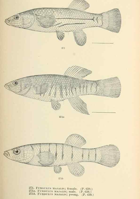 Reproducción/Reproduction 7983351967: The fishes of North and Middle America :. Washington :Smithsonian Institution, United States National Museum,1896-1900.