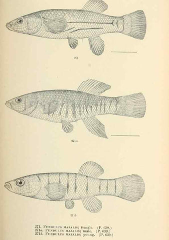 Reproducción/Reproduction 7983351967: The fishes of North and Middle America :. Washington :Smithsonian Institution, United States National Museum,1896-1900.