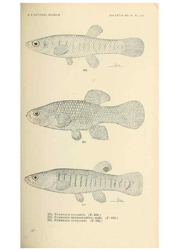 Reproducción/Reproduction 7983356974: The fishes of North and Middle America :. Washington :Smithsonian Institution, United States National Museum,1896-1900.