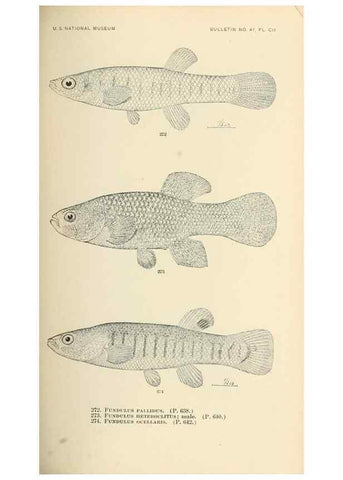 Reproducción/Reproduction 7983356974: The fishes of North and Middle America :. Washington :Smithsonian Institution, United States National Museum,1896-1900.