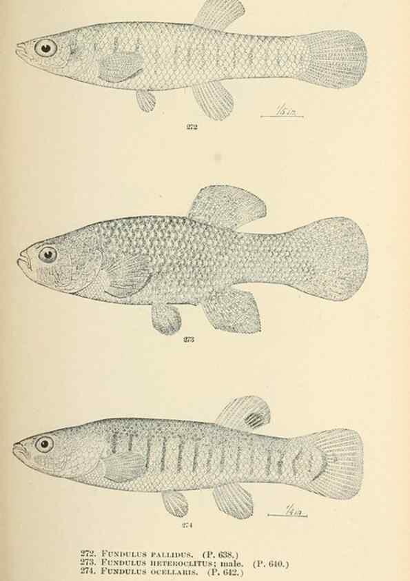 Reproducción/Reproduction 7983356974: The fishes of North and Middle America :. Washington :Smithsonian Institution, United States National Museum,1896-1900.