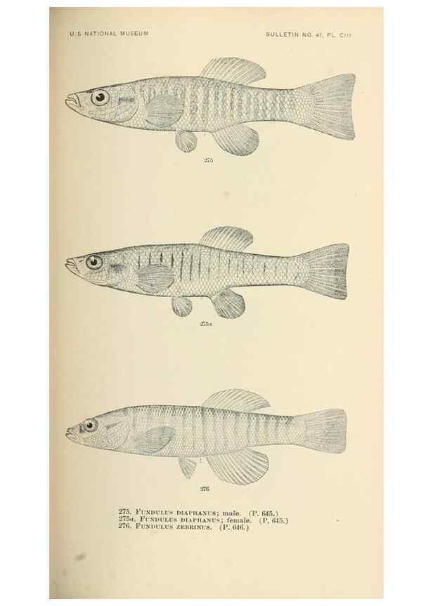 Reproducción/Reproduction 7983353079: The fishes of North and Middle America :. Washington :Smithsonian Institution, United States National Museum,1896-1900.