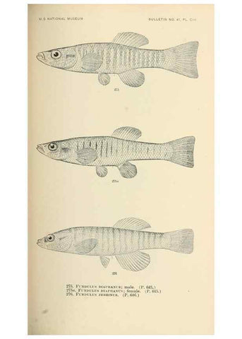 Reproducción/Reproduction 7983353079: The fishes of North and Middle America :. Washington :Smithsonian Institution, United States National Museum,1896-1900.