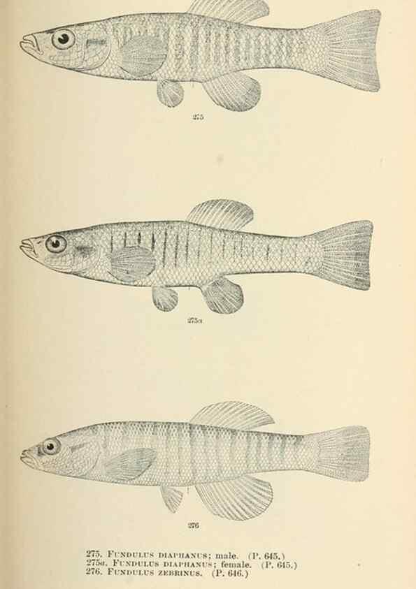 Reproducción/Reproduction 7983353079: The fishes of North and Middle America :. Washington :Smithsonian Institution, United States National Museum,1896-1900.