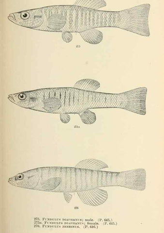 Reproducción/Reproduction 7983353079: The fishes of North and Middle America :. Washington :Smithsonian Institution, United States National Museum,1896-1900.