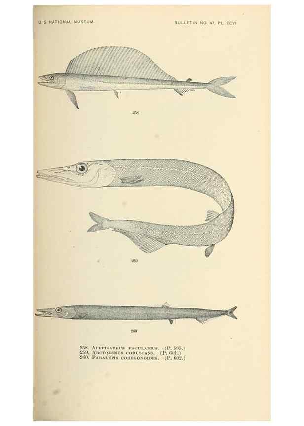 Reproducción/Reproduction 7983353512: The fishes of North and Middle America :. Washington :Smithsonian Institution, United States National Museum,1896-1900.