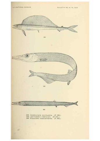 Reproducción/Reproduction 7983353512: The fishes of North and Middle America :. Washington :Smithsonian Institution, United States National Museum,1896-1900.