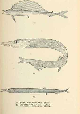 Reproducción/Reproduction 7983353512: The fishes of North and Middle America :. Washington :Smithsonian Institution, United States National Museum,1896-1900.