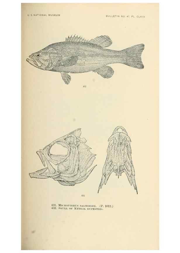 Reproducción/Reproduction 7983455164: The fishes of North and Middle America :. Washington :Smithsonian Institution, United States National Museum,1896-1900.