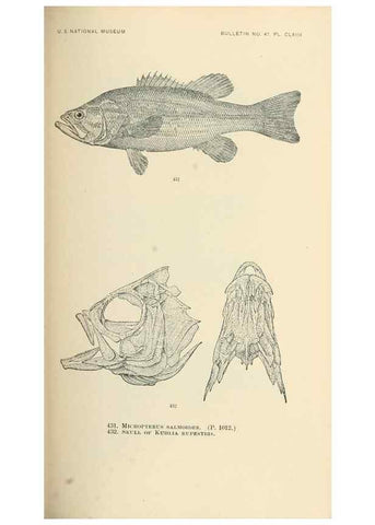 Reproducción/Reproduction 7983455164: The fishes of North and Middle America :. Washington :Smithsonian Institution, United States National Museum,1896-1900.