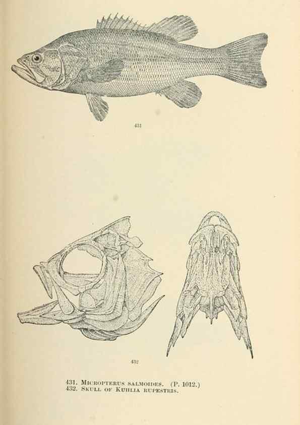 Reproducción/Reproduction 7983455164: The fishes of North and Middle America :. Washington :Smithsonian Institution, United States National Museum,1896-1900.