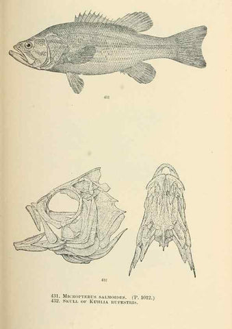 Reproducción/Reproduction 7983455164: The fishes of North and Middle America :. Washington :Smithsonian Institution, United States National Museum,1896-1900.