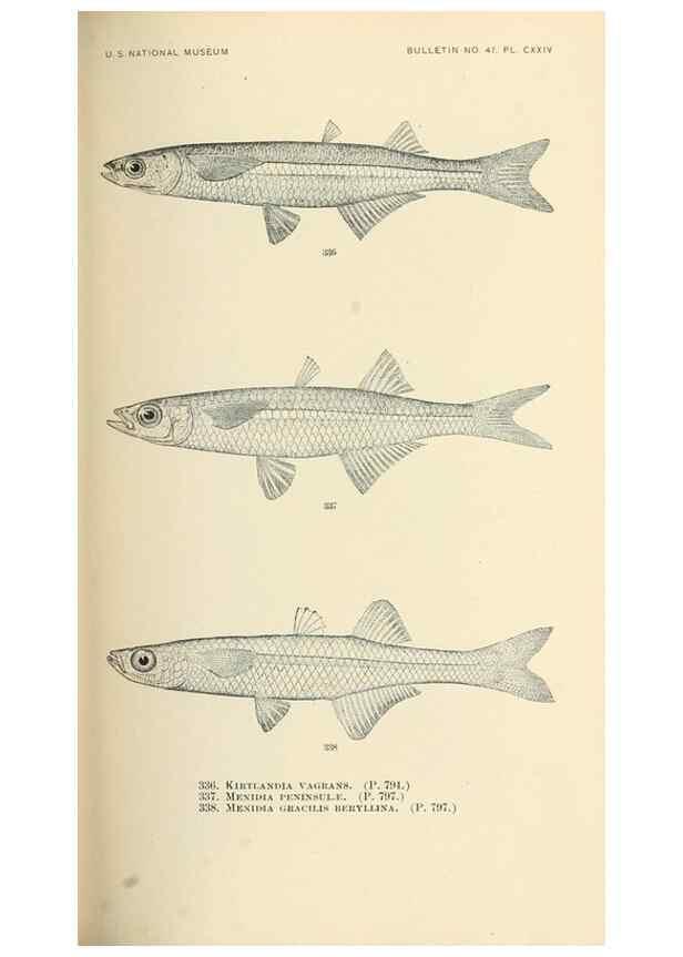 Reproducción/Reproduction 7983366299: The fishes of North and Middle America :. Washington :Smithsonian Institution, United States National Museum,1896-1900.