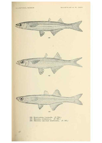Reproducción/Reproduction 7983366299: The fishes of North and Middle America :. Washington :Smithsonian Institution, United States National Museum,1896-1900.