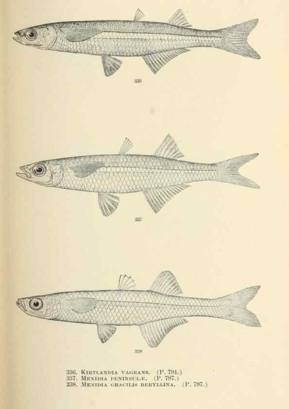 Reproducción/Reproduction 7983366299: The fishes of North and Middle America :. Washington :Smithsonian Institution, United States National Museum,1896-1900.