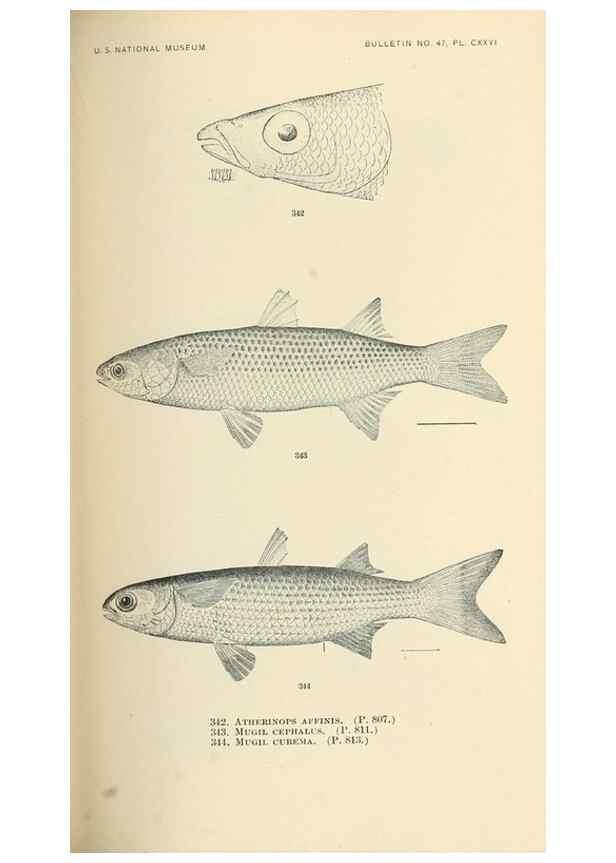 Reproducción/Reproduction 7983371920: The fishes of North and Middle America :. Washington :Smithsonian Institution, United States National Museum,1896-1900.