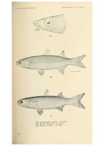 Reproducción/Reproduction 7983371920: The fishes of North and Middle America :. Washington :Smithsonian Institution, United States National Museum,1896-1900.