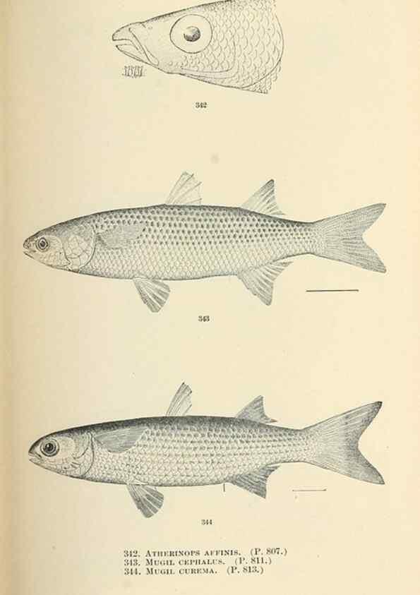 Reproducción/Reproduction 7983371920: The fishes of North and Middle America :. Washington :Smithsonian Institution, United States National Museum,1896-1900.