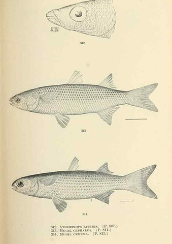 Reproducción/Reproduction 7983371920: The fishes of North and Middle America :. Washington :Smithsonian Institution, United States National Museum,1896-1900.