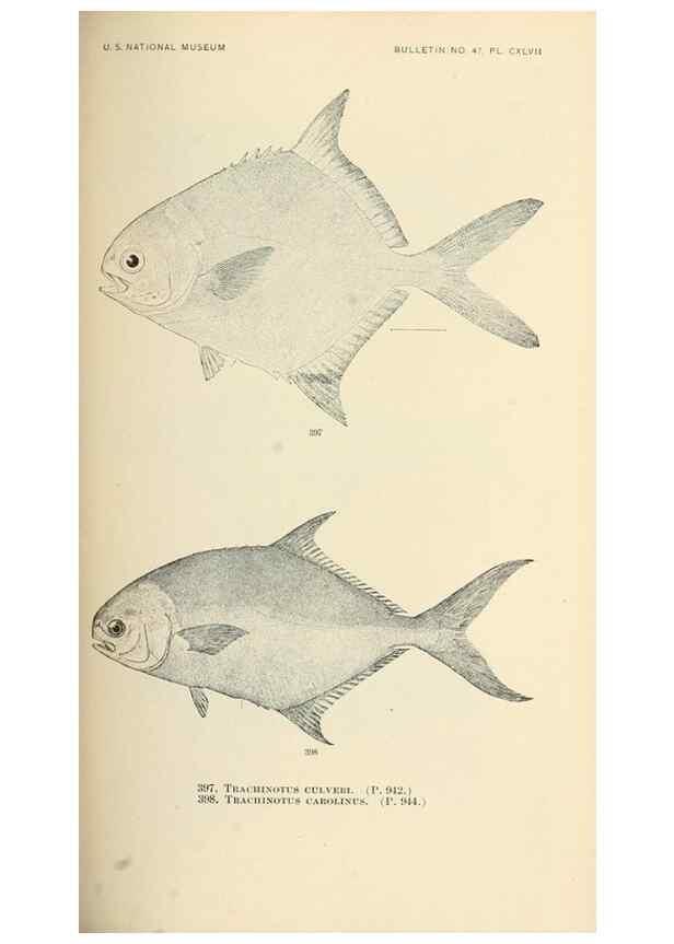 Reproducción/Reproduction 7983444350: The fishes of North and Middle America :. Washington :Smithsonian Institution, United States National Museum,1896-1900.