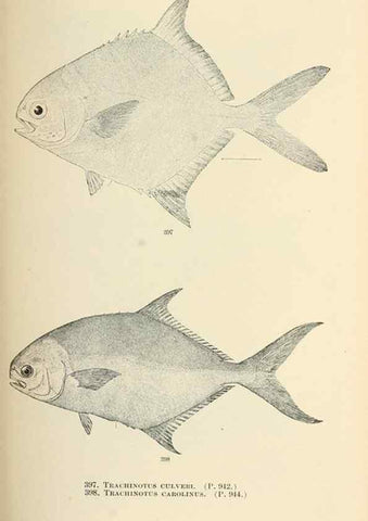 Reproducción/Reproduction 7983444350: The fishes of North and Middle America :. Washington :Smithsonian Institution, United States National Museum,1896-1900.