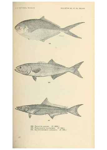 Reproducción/Reproduction 7983445108: The fishes of North and Middle America :. Washington :Smithsonian Institution, United States National Museum,1896-1900.