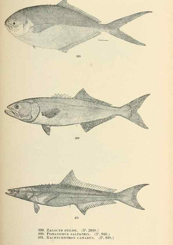 Reproducción/Reproduction 7983445108: The fishes of North and Middle America :. Washington :Smithsonian Institution, United States National Museum,1896-1900.