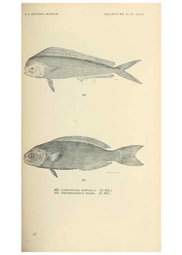 Reproducción/Reproduction 7983445620: The fishes of North and Middle America :. Washington :Smithsonian Institution, United States National Museum,1896-1900.