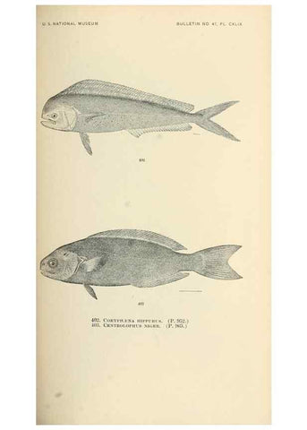 Reproducción/Reproduction 7983445620: The fishes of North and Middle America :. Washington :Smithsonian Institution, United States National Museum,1896-1900.