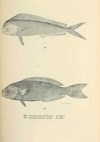 Reproducción/Reproduction 7983445620: The fishes of North and Middle America :. Washington :Smithsonian Institution, United States National Museum,1896-1900.