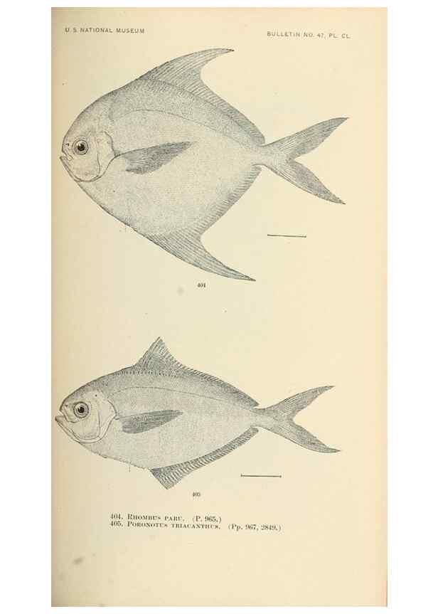 Reproducción/Reproduction 7983441295: The fishes of North and Middle America :. Washington :Smithsonian Institution, United States National Museum,1896-1900.