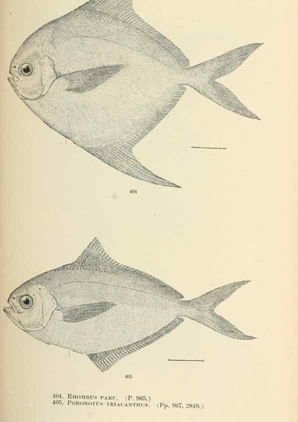 Reproducción/Reproduction 7983441295: The fishes of North and Middle America :. Washington :Smithsonian Institution, United States National Museum,1896-1900.