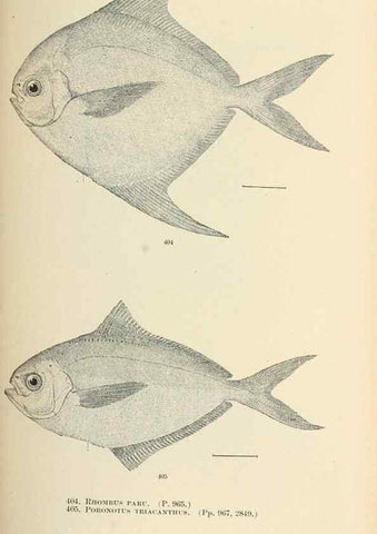 Reproducción/Reproduction 7983441295: The fishes of North and Middle America :. Washington :Smithsonian Institution, United States National Museum,1896-1900.