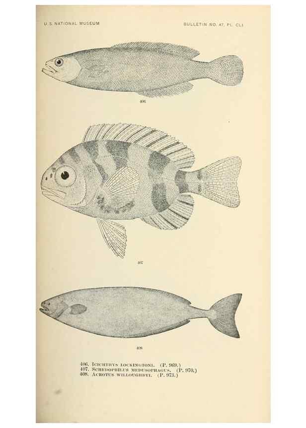 Reproducción/Reproduction 7983446752: The fishes of North and Middle America :. Washington :Smithsonian Institution, United States National Museum,1896-1900.