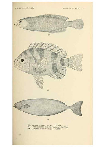 Reproducción/Reproduction 7983446752: The fishes of North and Middle America :. Washington :Smithsonian Institution, United States National Museum,1896-1900.