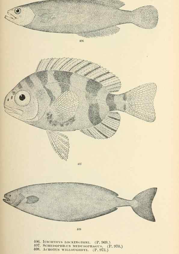 Reproducción/Reproduction 7983446752: The fishes of North and Middle America :. Washington :Smithsonian Institution, United States National Museum,1896-1900.