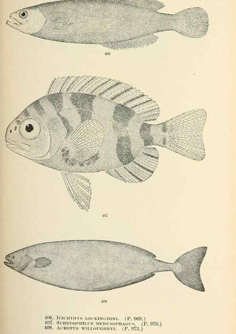 Reproducción/Reproduction 7983446752: The fishes of North and Middle America :. Washington :Smithsonian Institution, United States National Museum,1896-1900.