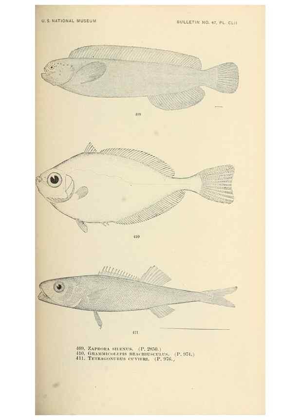 Reproducción/Reproduction 7983447766: The fishes of North and Middle America :. Washington :Smithsonian Institution, United States National Museum,1896-1900.