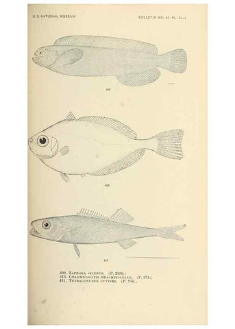 Reproducción/Reproduction 7983447766: The fishes of North and Middle America :. Washington :Smithsonian Institution, United States National Museum,1896-1900.