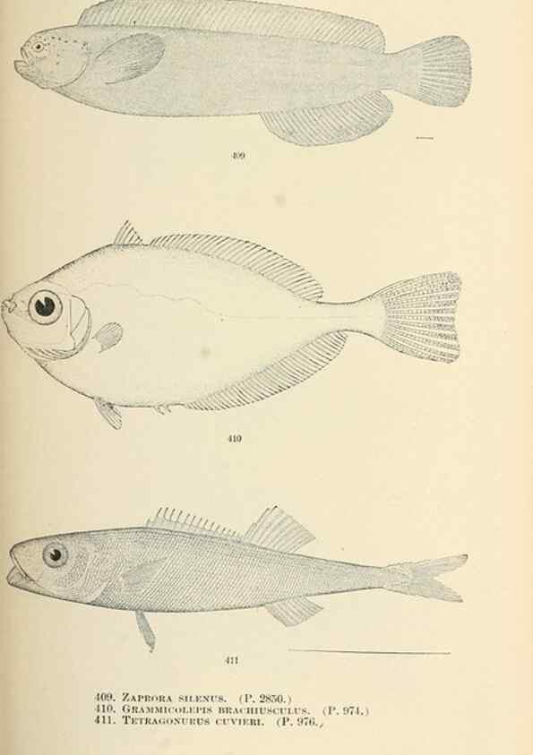 Reproducción/Reproduction 7983447766: The fishes of North and Middle America :. Washington :Smithsonian Institution, United States National Museum,1896-1900.