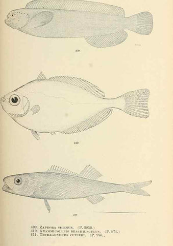 Reproducción/Reproduction 7983447766: The fishes of North and Middle America :. Washington :Smithsonian Institution, United States National Museum,1896-1900.